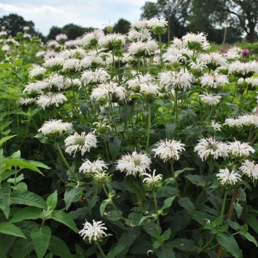 Monarda Bee-Bright - Méhbalzsam