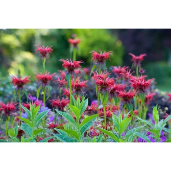 Méhbalzsam (Monarda)