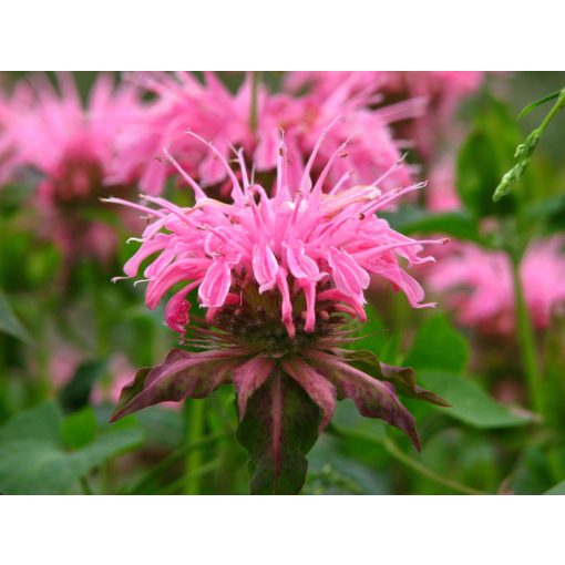 Monarda Croftway Pink - Méhbalzsam