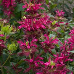 Monarda Dancing Bird - Méhbalzsam