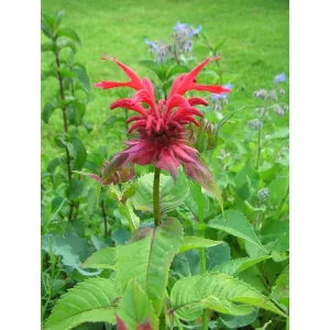 Monarda didyma - Méhbalzsam