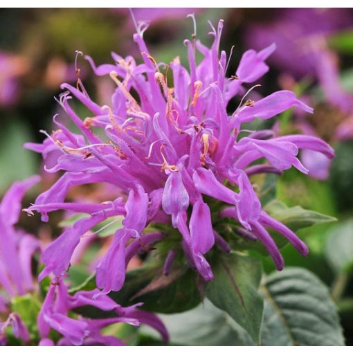 Monarda didyma Balmy Lilac - Méhbalzsam