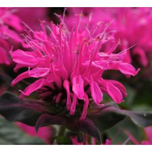 Monarda didyma Balmy Rose - Méhbalzsam