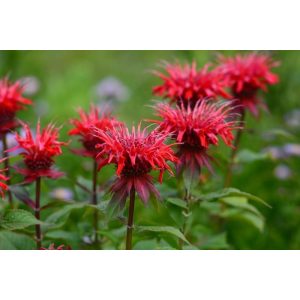 Monarda didyma Red Shades - Méhbalzsam