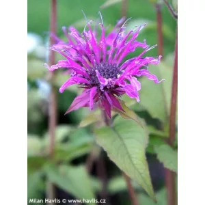 Monarda Donnerwolke - Méhbalzsam
