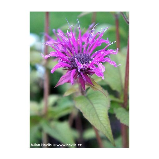 Monarda Donnerwolke - Méhbalzsam