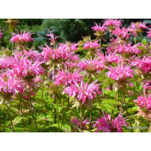 Monarda Melissa - Méhbalzsam