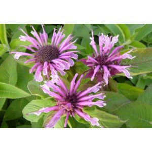 Monarda Mohawk - Méhbalzsam