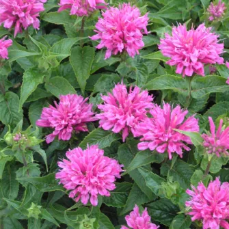 Méhbalzsam (Monarda)