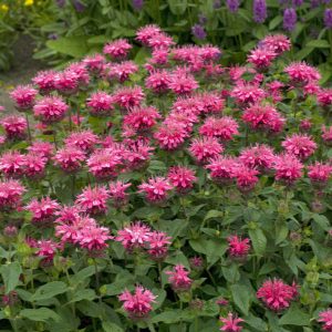 Monarda Pink Lace - Méhbalzsam