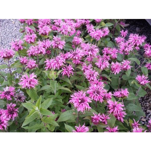 Monarda Sugar Lace - Méhbalzsam