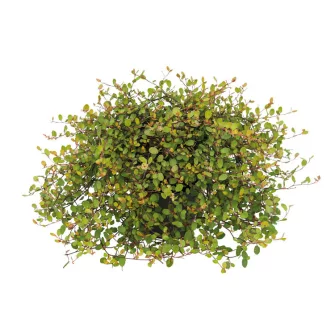 Percserje (Muehlenbeckia)