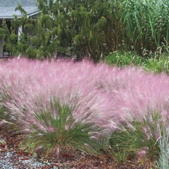 Vattacukorfű (Muhlenbergia)