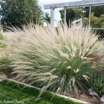 Vattacukorfű (Muhlenbergia)