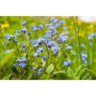 Nefelejcs (Myosotis)