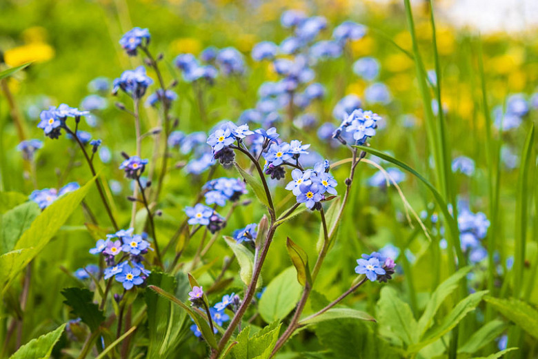 Myosotis palustris - Mocsári nefelejcs - Királykert