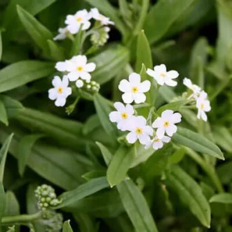 Nefelejcs (Myosotis)