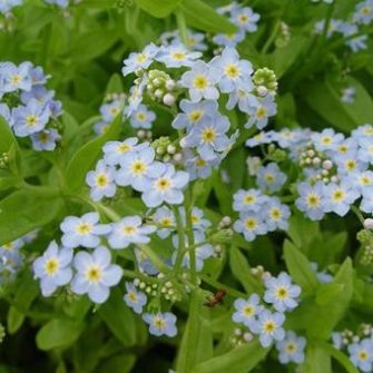 Nefelejcs (Myosotis)