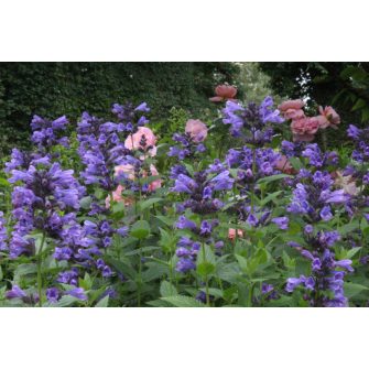 Macskamenta (Nepeta)