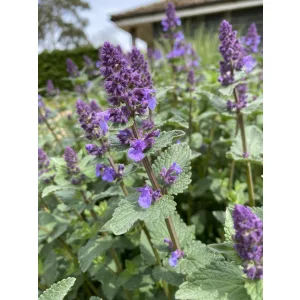 Nepeta Chettle Blue - Macskamenta