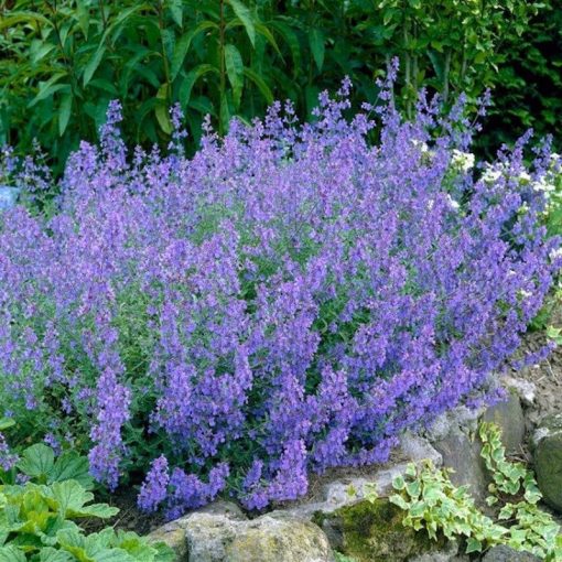 Nepeta faassenii Dropmore - Macskamenta