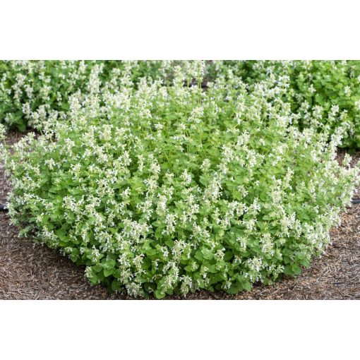 Nepeta faassenii Alba - Macskamenta