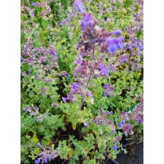 Macskamenta (Nepeta)
