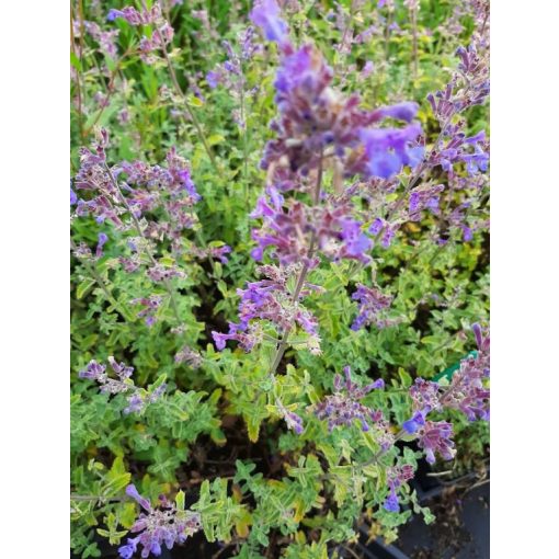 Nepeta faassenii Grol - Macskamenta