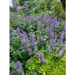 Nepeta faassenii Hill Grounds - Macskamenta