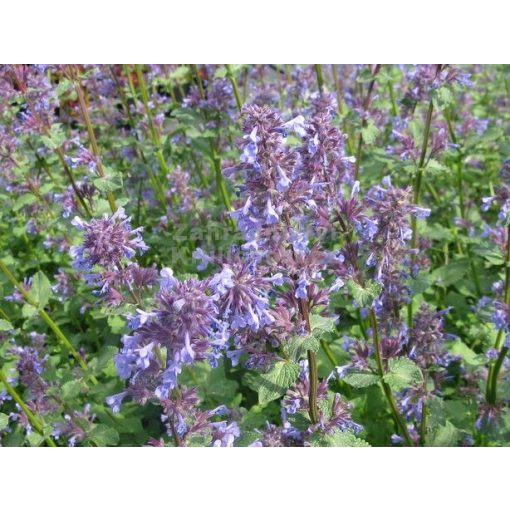 Nepeta faassenii Superba - Macskamenta