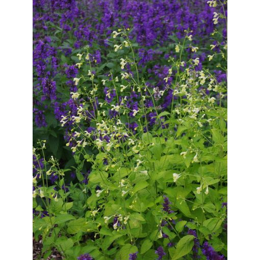 Nepeta govaniana - Macskamenta