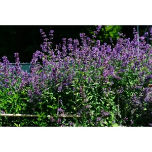 Nepeta grandiflora Pool Bank - Macskamenta