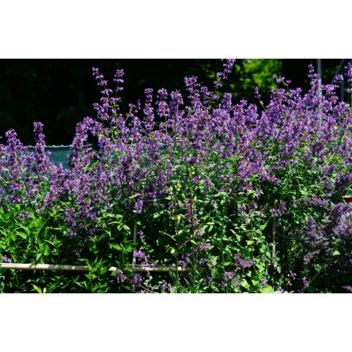 Nepeta grandiflora Pool Bank - Macskamenta