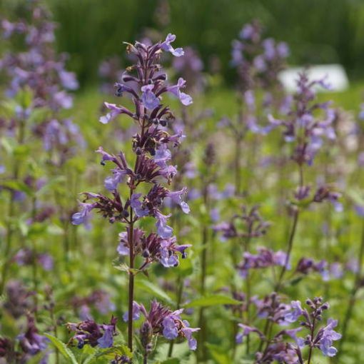 Nepeta grandiflora Wild Cat - Macskamenta