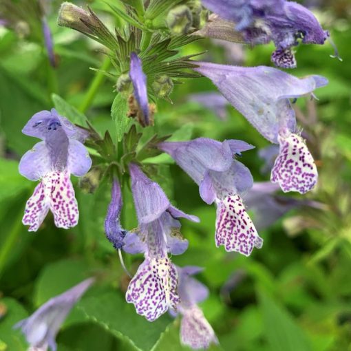 Nepeta manchuriensis Manchu Blue - Macskamenta