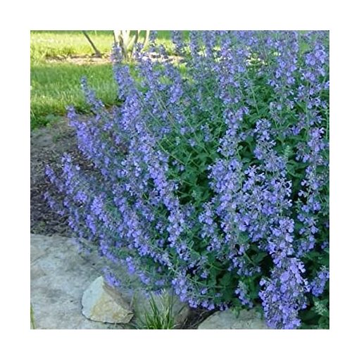 Nepeta mussinii - Macskamenta