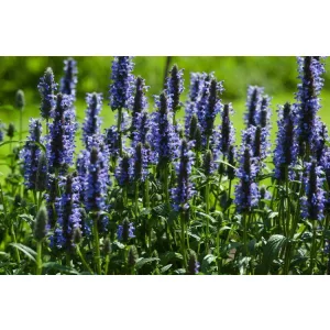 Nepeta nervosa Blue Moon - Macskamenta