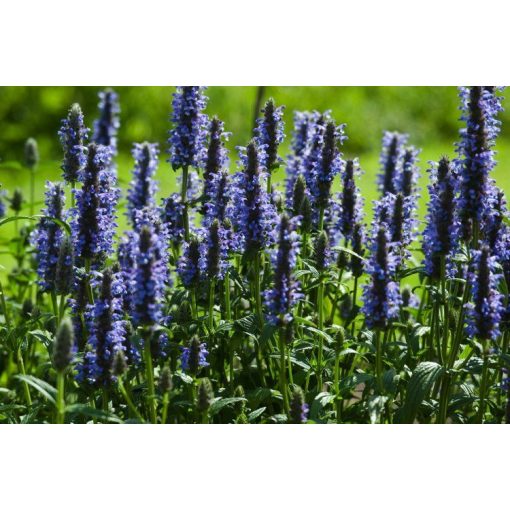 Nepeta nervosa Blue Moon - Macskamenta