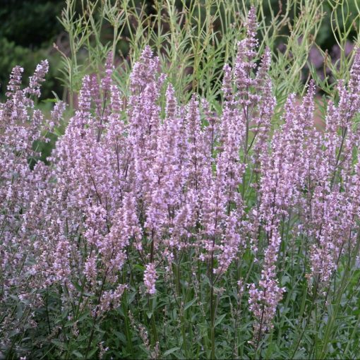 Nepeta nuda Purple Cat - Macskamenta