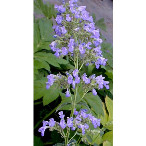 Nepeta parnassica - Macskamenta