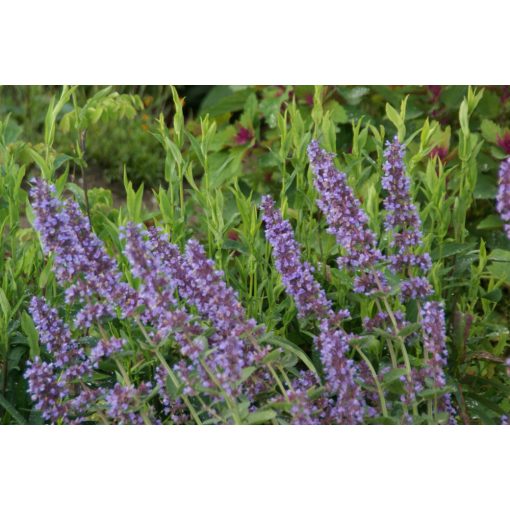 Nepeta Poseidon - Macskamenta