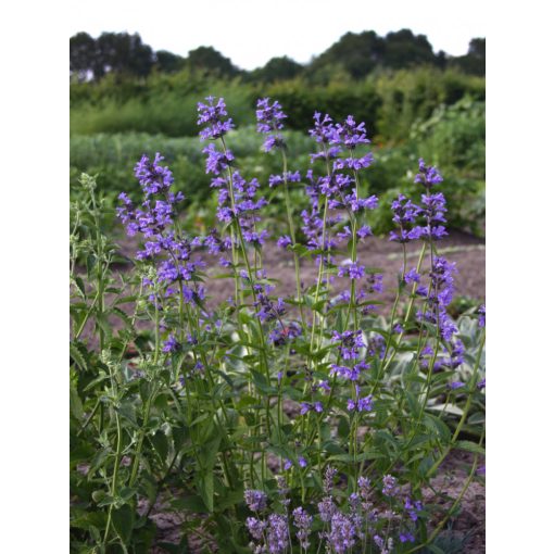 Nepeta prattii - Macskamenta