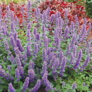 Nepeta Purple Haze - Macskamenta