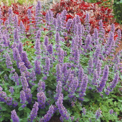 Nepeta Purple Haze - Macskamenta