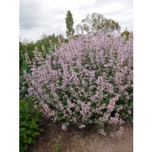 Nepeta racemosa Amelia - Macskamenta