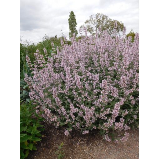 Nepeta racemosa Amelia - Macskamenta