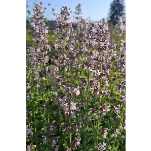Nepeta racemosa Amelia - Macskamenta