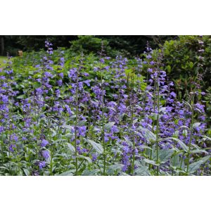 Nepeta sibirica - Macskamenta