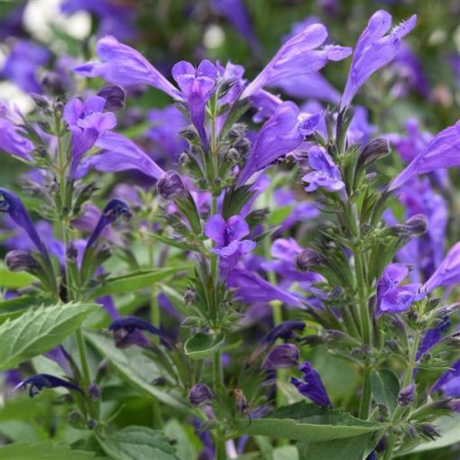 Nepeta subsessilis Purple Prelude - Macskamenta