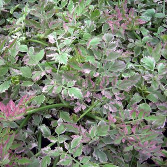 Borgyökér (Oenanthe)